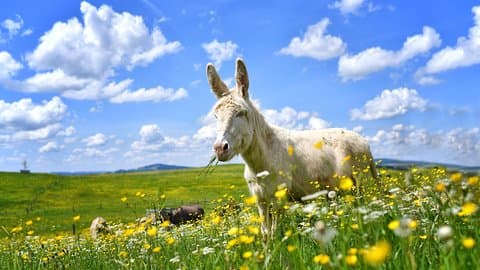Private Tour to Aiderbichl Animal Welfare Centre from Salzburg