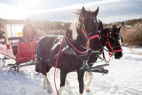 Christmas Horse-Drawn Sleigh/Carriage Ride from Salzburg