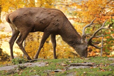 Salzburg Zoo Hellbrunn Skip the line Tickets with Private Car