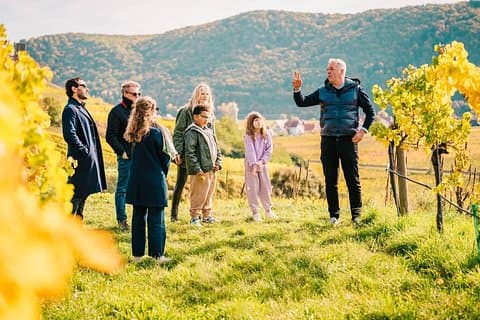 Guide sharing Wachau Valley wine stories among the hillside vineyards.
