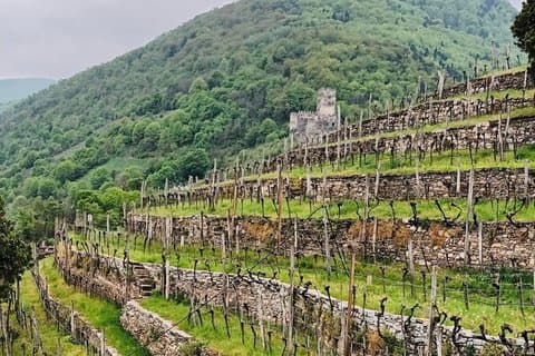 Wachau Valley Boat and Wine Private Day Experience from Vienna