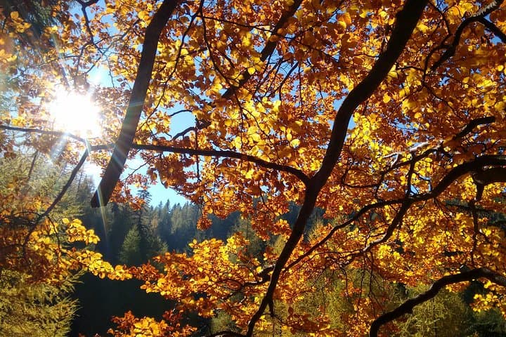 2-Hour Alpine Private Hiking Tour along Luckerte Wand Mountain from Vienna
