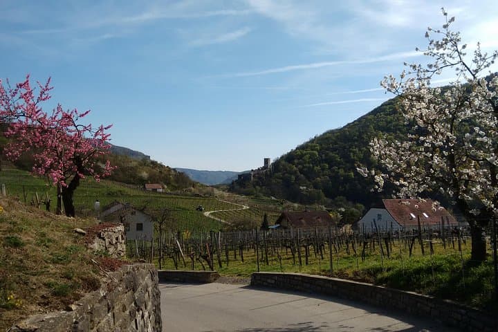 3-Hour Private Hiking Tour to historic places around Spitz in Wachau Valley