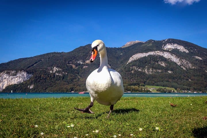 Lake Wolfgang