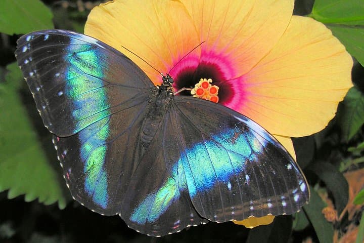 Schmetterlinghaus - Imperial Butterfly House Vienna Admission Ticket