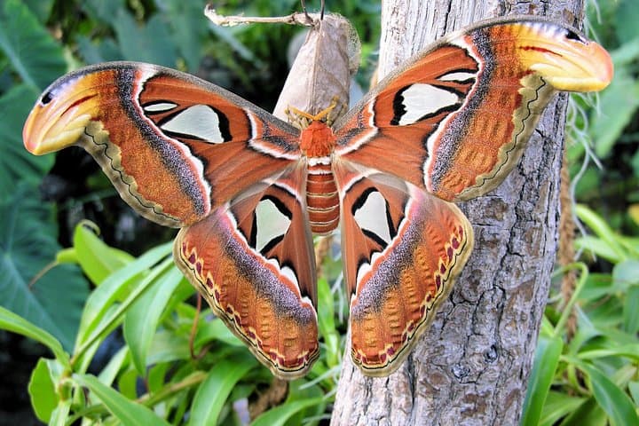 Schmetterlinghaus - Imperial Butterfly House Vienna Admission Ticket