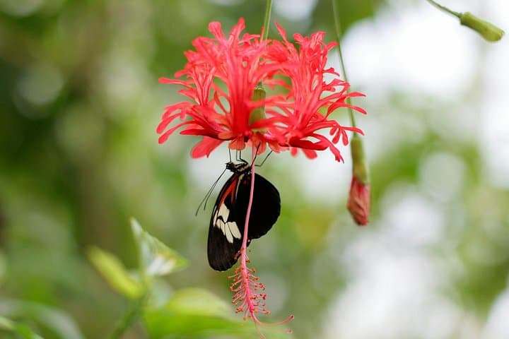 Schmetterlinghaus - Imperial Butterfly House Vienna Admission Ticket