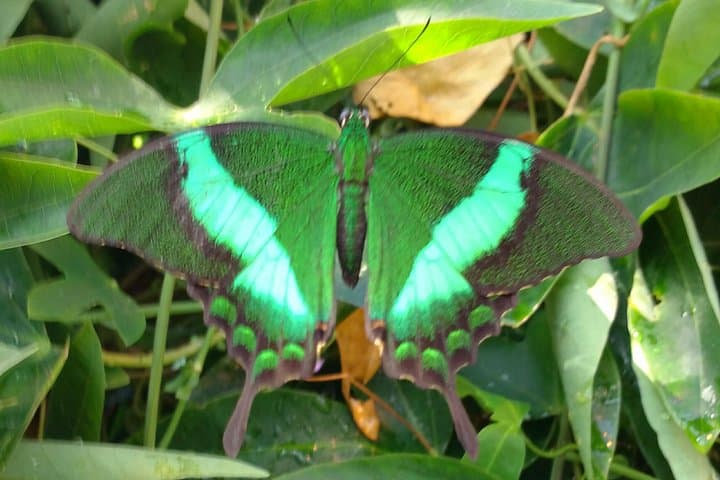 Schmetterlinghaus - Imperial Butterfly House Vienna Admission Ticket