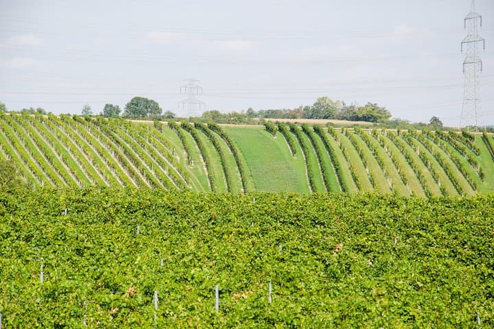 Browse the vineyards