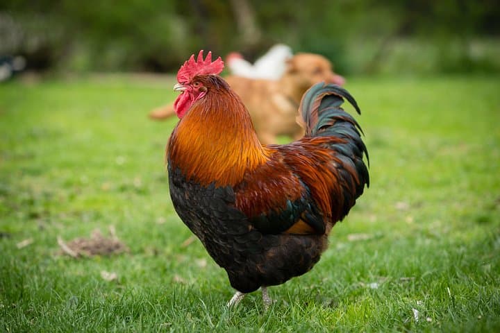 Adventure lesson with farm animals