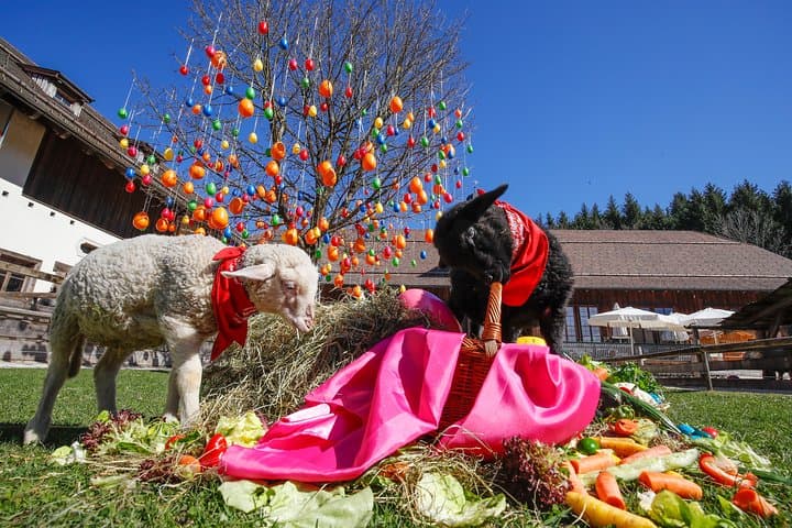 Private Tour to Aiderbichl Animal Welfare Centre from Salzburg