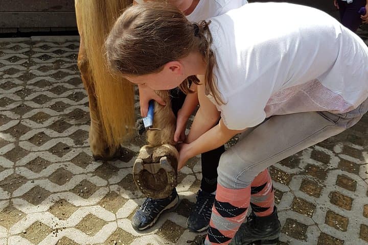 Equestrian adventure day for big and small horse lovers