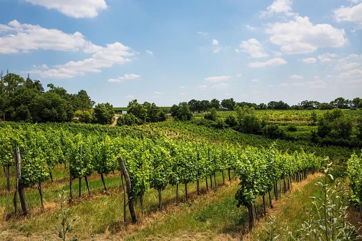 The vineyards in Vienna, producing some of the city's best-tasting wines