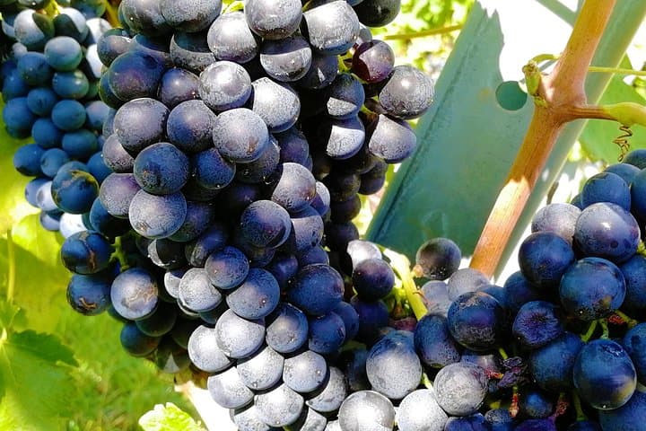 Vienna Woods Private Wine Tour: Local Vineyards & Scenic Views
