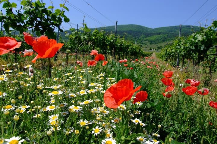 https://www.tripadvisor.com/PreviewImage?p=11&img=235657656