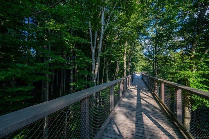 Treetop Walk