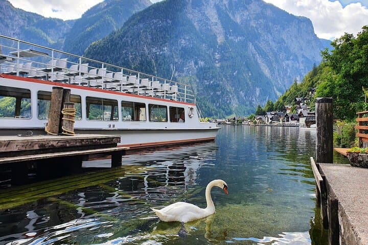 Swan in Hallstatt