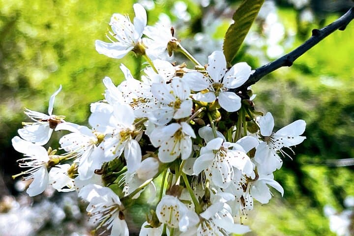 Wachau in bloom