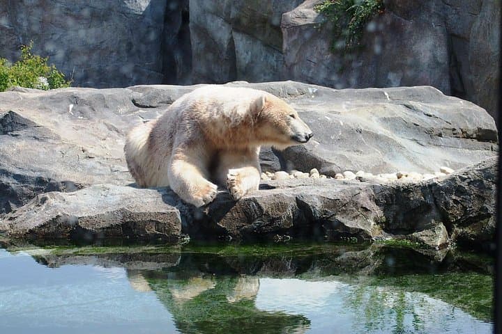 Flexible Private Transport to Schönbrunn Zoo Vienna