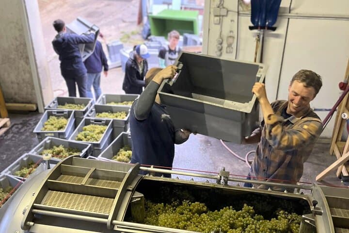 The first harvest of Gruner Veltliner at Weingut Feldtheorie