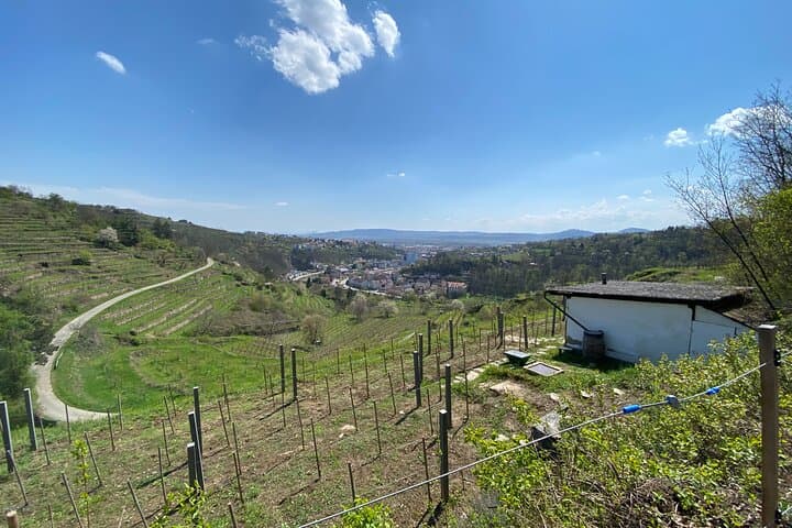The Kremsleithen wine region from 350 meters above sea level.