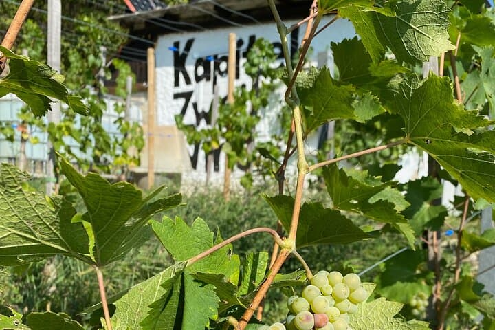 Chenin Blanc vines are ripening at the Kapitel Zwei Wine vineyard.