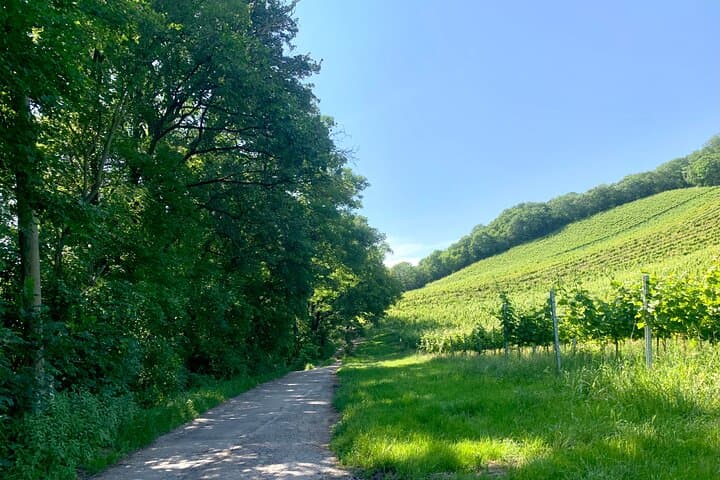 Mitterberg Vineyard