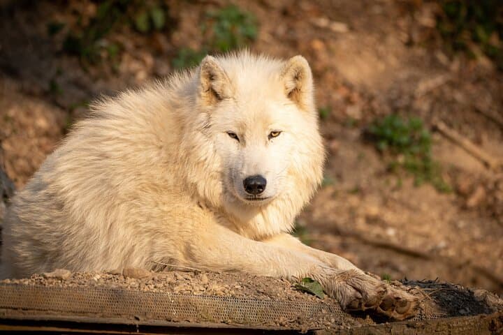 Salzburg Zoo Hellbrunn Skip the line Tickets with Private Car
