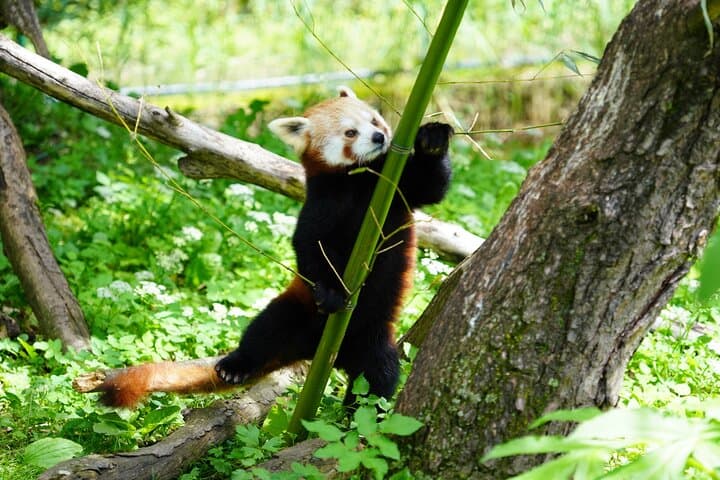 Salzburg Zoo Hellbrunn Skip the line Tickets with Private Car
