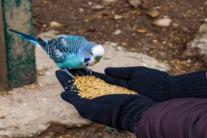 Salzburg Zoo Hellbrunn Skip the line Tickets with Private Car