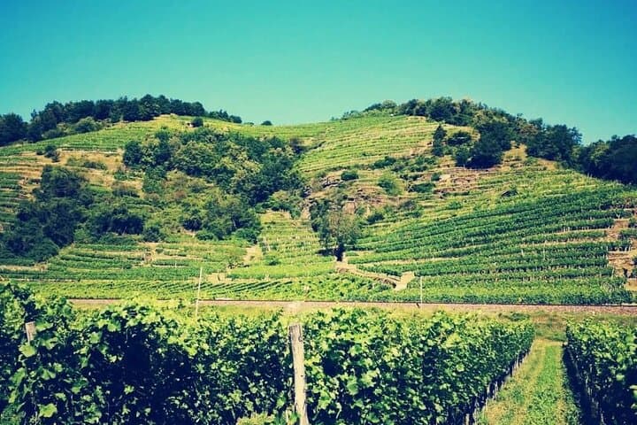 Vienna Private Wachau Tour with Wine Tasting to Dürnstein