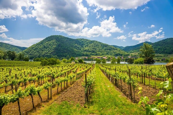 Wachau Valley vineyard