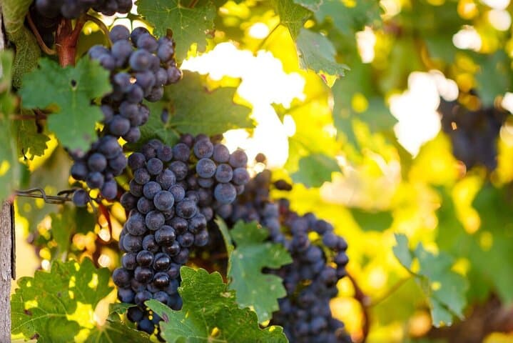 Wine art in perfection Burgenland icon wines