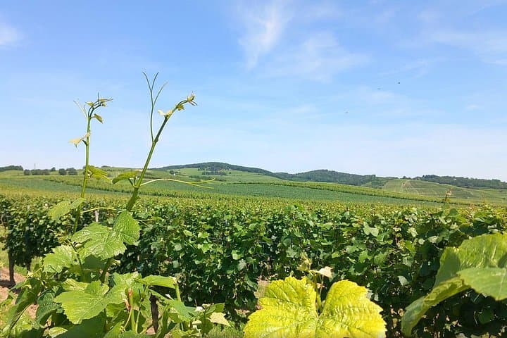 Wine art in perfection Burgenland icon wines