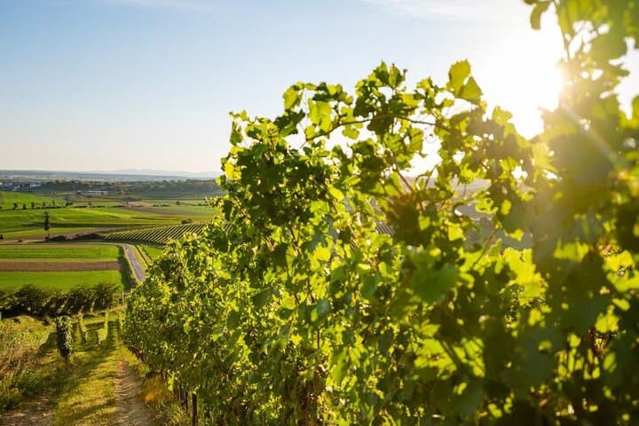 Wine art in perfection Burgenland icon wines
