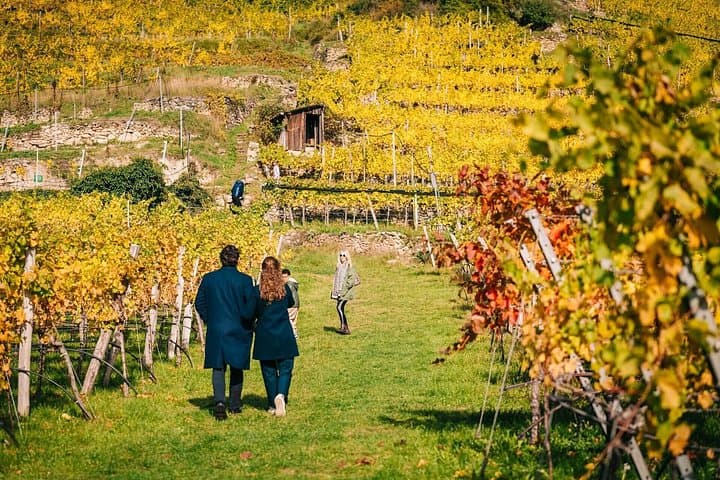Strolling through scenic Wachau vineyards between wine tastings.