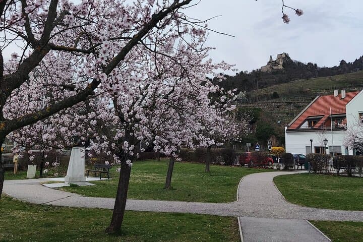 Springtime in Wachau: View of the Dürnstein castle ruins framed by nature