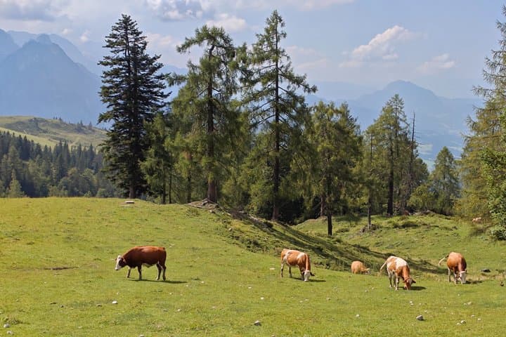 Idyllic Pastures: Meet the friendly local residents! Explore the tranquil, lush Alpine meadows if you choose the optional mountain ascent.