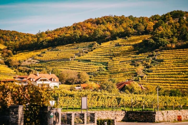 Private Burgenland Wine Tour from Vienna Lunch and Lake Crossing