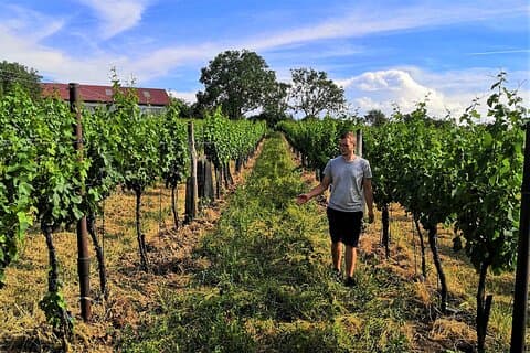 Wine garden hike with wine tasting in Hohenruppersdorf