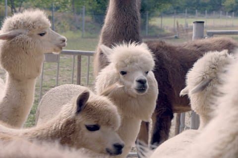 Alpaca and Lama Private Exclusive hike Mödling near Vienna