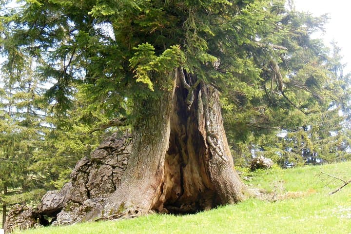 Old Tree