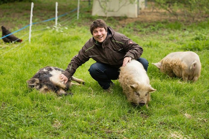 Pigs are petting in the Waldviertel