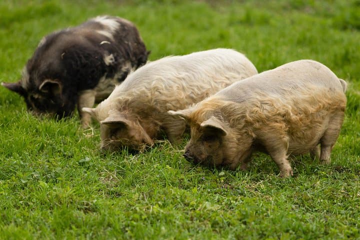 Pigs are petting in the Waldviertel
