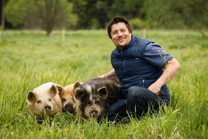 Pigs are petting in the Waldviertel