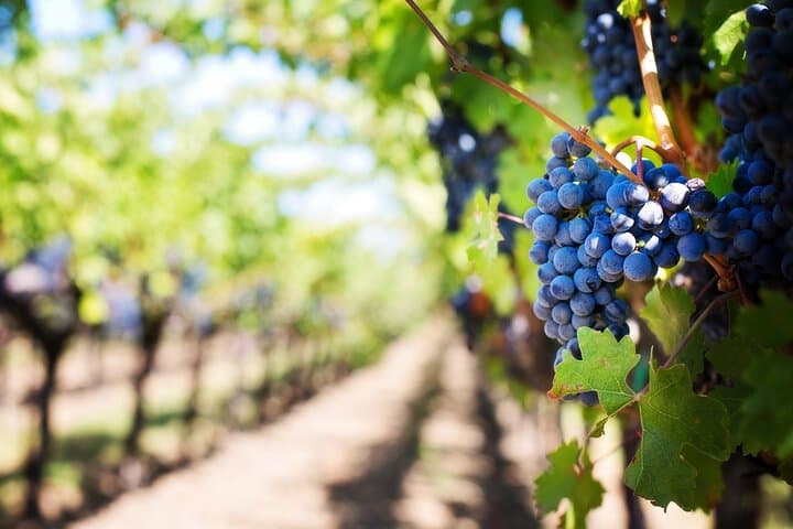 Private Vienna to Prague Transfer with Mikulov Winery