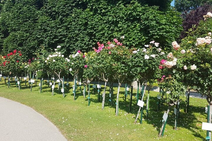 rose garden