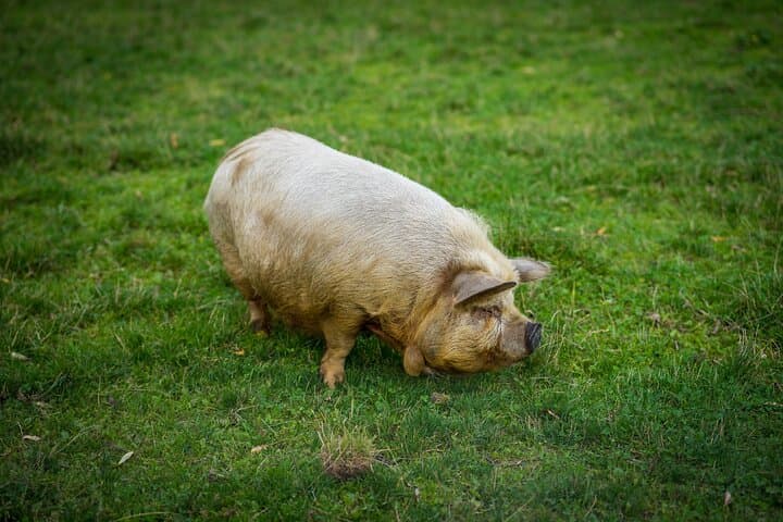 Pigs are petting in the Waldviertel