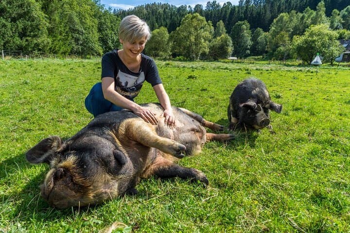Pigs are petting in the Waldviertel