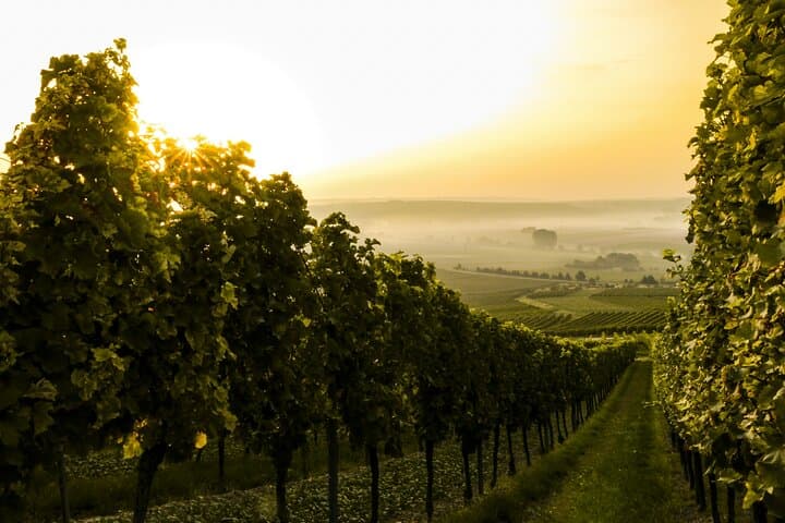 Private Vienna to Prague Transfer with Mikulov Winery